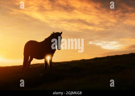Horse on evening meadow in mountains valley during sunset. Cloudy sky glowing by setting sun light. Landscape photography Stock Photo