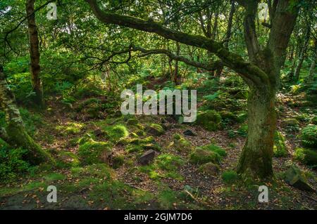 Evening sunshine filtering through mixed trees amidst the old sandstone quarries on Loxley Common, near Sheffield. Stock Photo