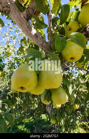 Commercial pears hanging in a bunch from a pear tree in Washington State ready to be picked for processing Stock Photo