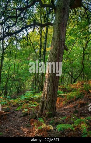 Evening sunshine filtering through conifer trees near the old sandstone quarries on Loxley Common, near Sheffield. Stock Photo