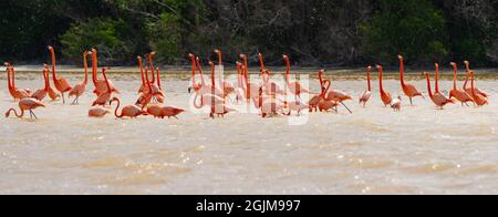 Panorama of American flamingo (Phoenicopterus ruber) flock with extended neck during reproduction season, Celestun nature reserve, Yucatan, Mexico. Stock Photo