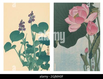 Unique optimised and enhanced arrangement of two early twentieth century (1920-30) Japanese woodcut illustrations.  From. left to right: 1. Flowering hostaF with small purple flowers and large green leaves 2. Blooming pink lotus flower against green foliage. Stock Photo