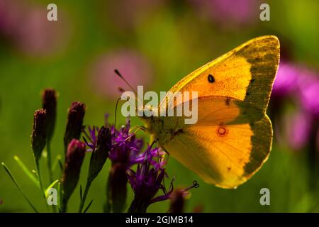 An orange sulphur butterfly, also known as alfalfa butterfly, scientific name, colias eurytheme. Stock Photo