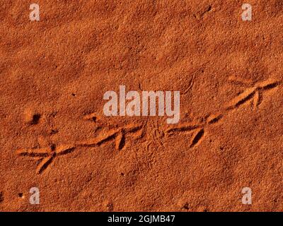 Bird tracks in red sand dune Simpson desert country in outback Central Australia Stock Photo