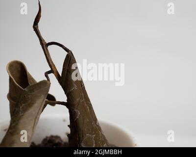 A dried plant on a white plastic pot. Shoot on a white background Stock Photo