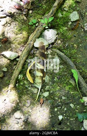 A black and white feather of a barred owl (Strix varia) lays on the forest floor among rocks Stock Photo