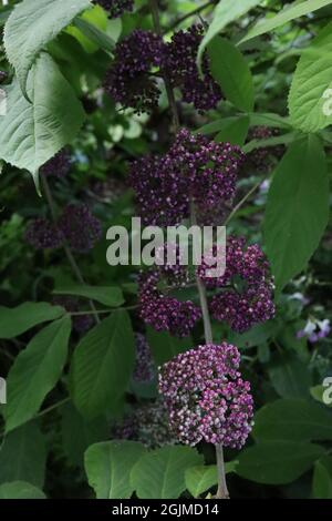 Callicarpa americana Beautyberry Profusion tiny purple, violet and white berries,  August, England, UK Stock Photo