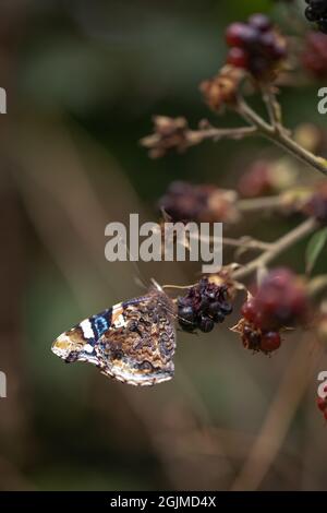 Red Admiral Butterfly (Vanessa atalanta). Wings folded, showing underside surface, feeding, upside down, uptaking, juices from an over ripe Blackberry Stock Photo