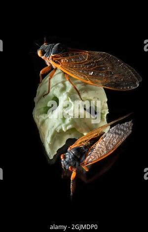 Spooky weird still life of Brood X cicadas on a small green skull sculpture.