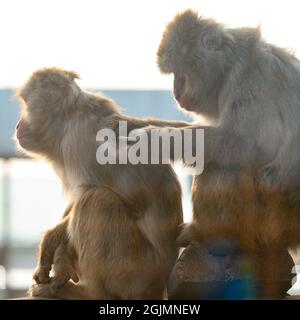 Japanese macaques and their life in the zoo, primates in the cage, monkeys in the zoo. Stock Photo