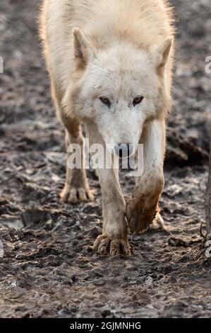 Animal life in a zoo, white and predatory wolves, zoos of Ukraine. Stock Photo