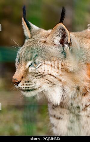 Turkestan lynx in the zoo, a beautiful predator, captivity. Stock Photo