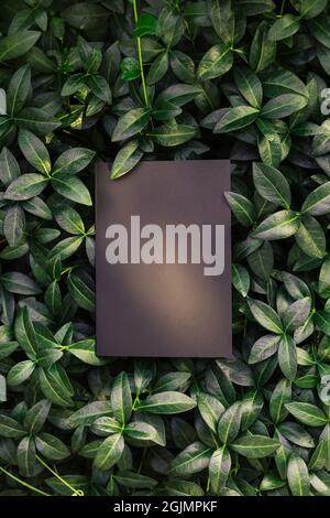 creative layout composition frame made of green periwinkle leaves with beautiful texture with black paper card note and shadows from sunlight, flat Stock Photo