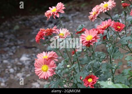 chrysanthemum flowers blooming, autumn flowers are grown at home for decoration Stock Photo