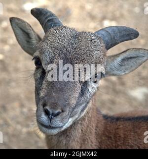 Close up of the head of the little billy goat. His look is irresistible. Face to face with a little billy goat. Stock Photo