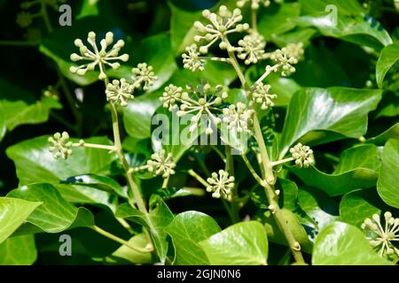 Mauerdeckender Efeu - Ivy leaves with fruits - mit zahlreichen Früchten Stock Photo