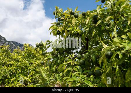 Green lime fruits on tree Stock Photo