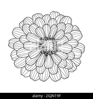 Hand drawing of Zinnia flower head isolated on white background. Element for design in line art style for greeting card, wedding invitation, coloring book. Vector illustration. Stock Vector