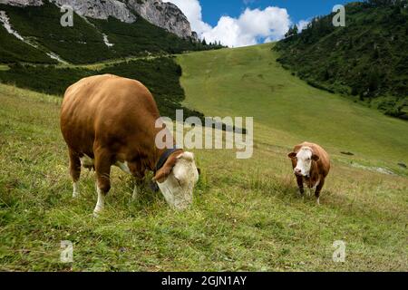 Grazing cows on the italian alps in summer Stock Photo