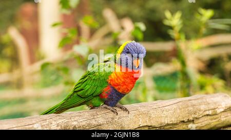 Lorikeet also called Lori for short, are parrot-like birds in colorful plumage. They are very curious and beautiful to look at Stock Photo