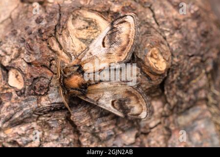 Pebble Prominent Moth, Notodonta ziczac, With Exceptional Camouflage Against the Bark Of A Tree, UK Stock Photo