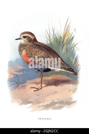 The Eurasian dotterel, Charadrius morinellus, also known as just dotterel, is a small wader in the plover family of birds. Stock Photo