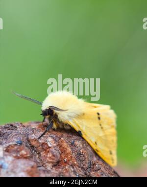 Buff Ermine Moth, Spilosoma luteum,Resting On A Log Against Green Background With Copy Space, UK Stock Photo