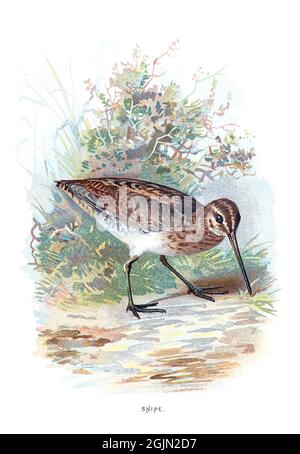 The common snipe, Gallinago gallinago, is a small, stocky wader native to the Old World. Stock Photo