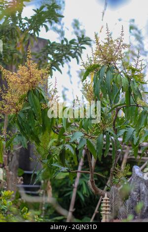 The mango tree is blooming in the garden Stock Photo