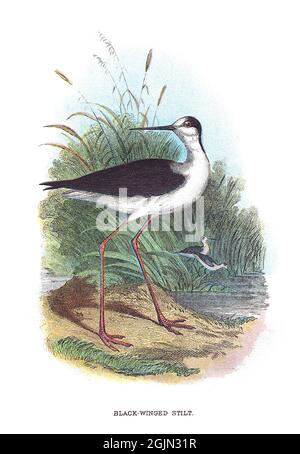 The black-winged stilt, Himantopus himantopus, is a widely distributed very long-legged wader in the avocet and stilt family, Recurvirostridae. Stock Photo