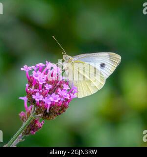 Small White butterfly (Pieris rapae) with wings closed and feeding from a Verbena flower. These butterflies are often incorrectly called Cabbage White Stock Photo