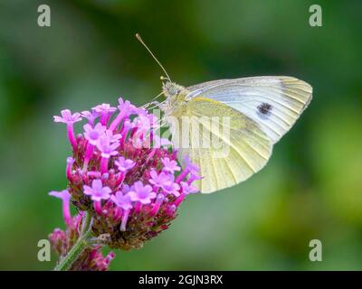 Small White butterfly (Pieris rapae) with wings closed and feeding from a Verbena flower. These butterflies are often incorrectly called Cabbage White Stock Photo