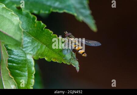 Marmalade Hoverfly perched on leaf Stock Photo
