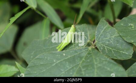 Close up of a green grasshopper sitting top of a wild leafy in the wild Stock Photo