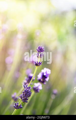 Lavender flowers at sunlight in a soft focus, pastel colors and blur ...