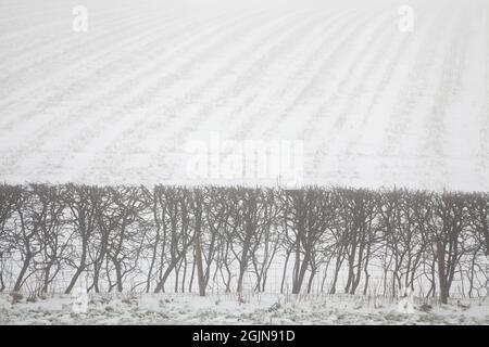 A hawthorn hedgerow in the Yorkshire Wolds, UK Stock Photo