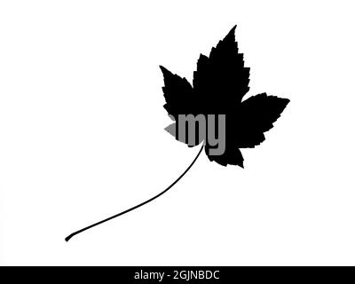 dark black silhouettes of a maple leaf on a white background Stock Photo