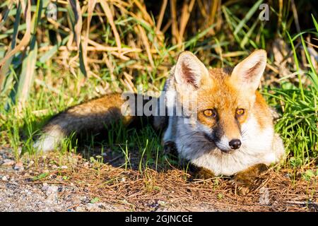 Alberese (Gr), Italy, fox close up in the maremma country in Tuscany, Italy Stock Photo