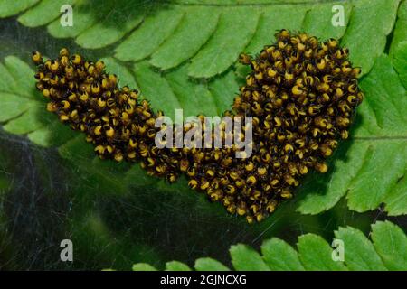 Gartenkreuzspinne, European garden spider, Araneus diadematus, Spinne des Jahres 2010, Jungtier-Nest, cluster of baby-spiders, spiderlings Stock Photo