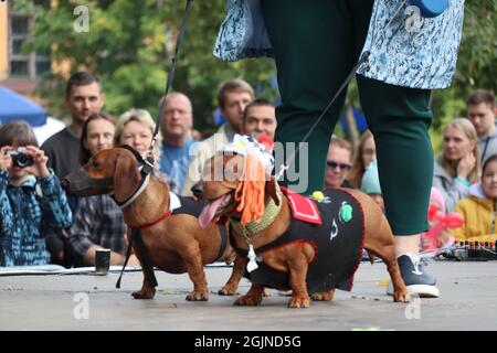 X sausage dog-show in St Petersburg, Russia Stock Photo
