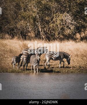 Cape Zebra in Savannah environment, Kruger National Park, South Africa. Stock Photo