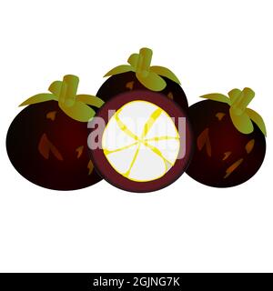 illustration design of mangosteen fruit Stock Photo