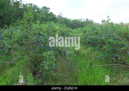 Unkept blueberry farm in NewJersey, USA Stock Photo