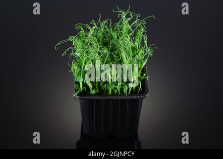 Pea microgreens in a growing tray on a black background close up. Stock Photo