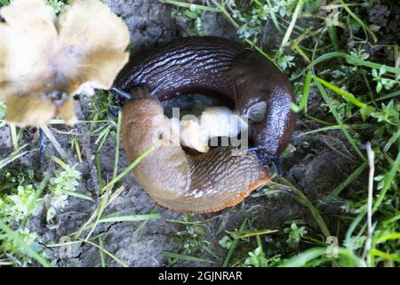 Roundback Slugs mating Stock Photo