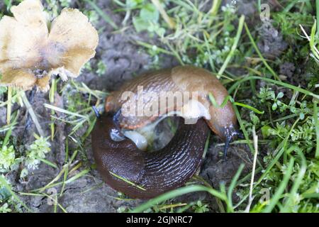 Roundback Slugs mating Stock Photo
