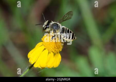 Leaf-cutter Bee, Megachile sp., foraging on Yellow Sneezeweed, Helenium amarum Stock Photo