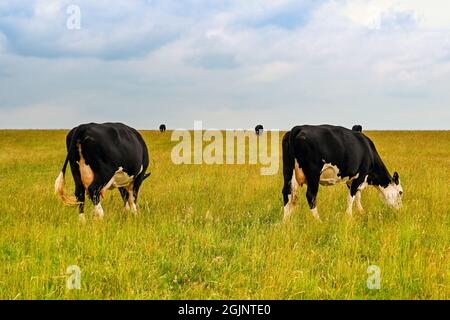 Two cows grazing in long grass in a large field Stock Photo