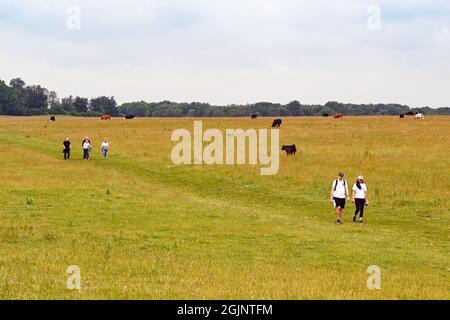 Salisbury, England - June 2021: People walking across a field with a herd of cows in the background Stock Photo