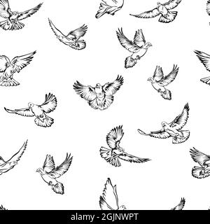 Dove, flying dove black and white image, options image, vector, drawing, illustration, pattern, image of flying doves, pattern for design and decorati Stock Vector